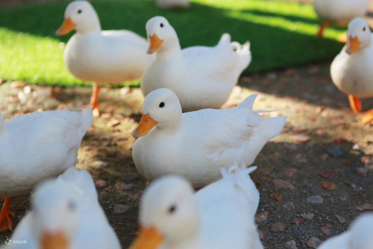 Parco degli animali domestici